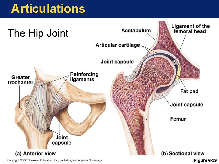 Articulations The Hip Joint Figure 6 -39 