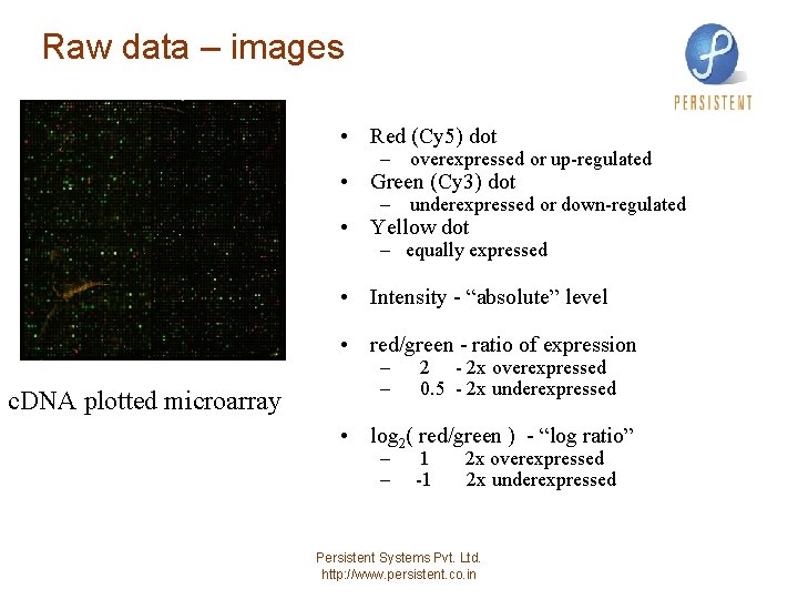 Raw data – images • Red (Cy 5) dot – overexpressed or up-regulated •