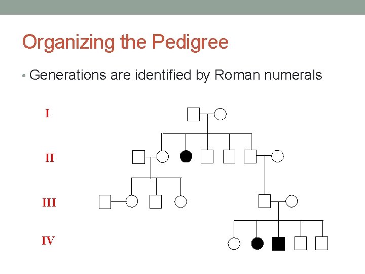 Organizing the Pedigree • Generations are identified by Roman numerals I II IV 