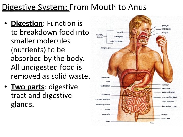 Digestive System: From Mouth to Anus • Digestion: Function is to breakdown food into