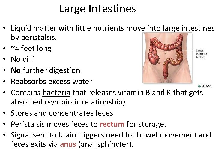 Large Intestines • Liquid matter with little nutrients move into large intestines by peristalsis.