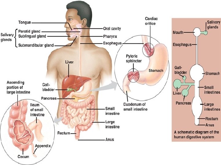 Digestive System From Mouth to Anus Digestion Function