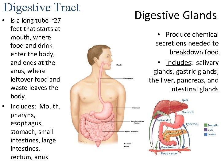 Digestive Tract • is a long tube ~27 feet that starts at mouth, where