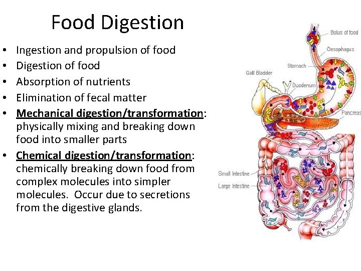 Food Digestion Ingestion and propulsion of food Digestion of food Absorption of nutrients Elimination