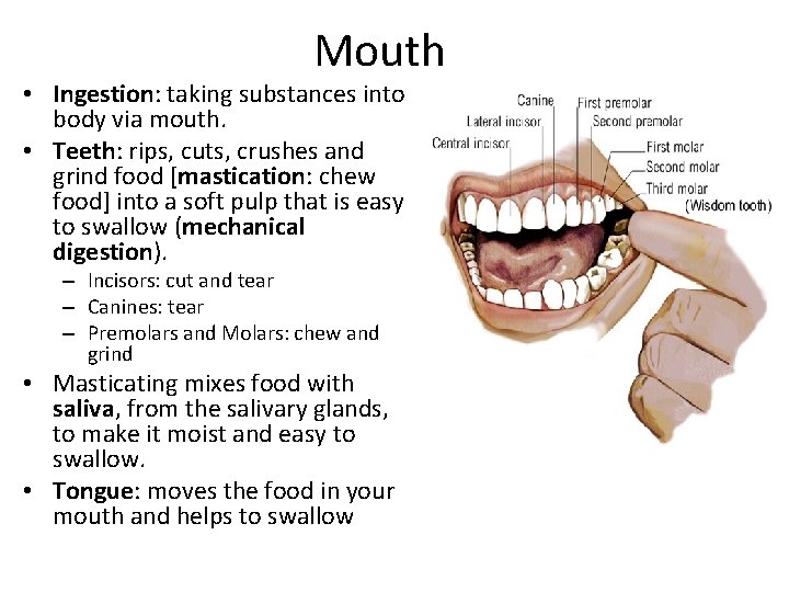 Mouth • Ingestion: taking substances into body via mouth. • Teeth: rips, cuts, crushes