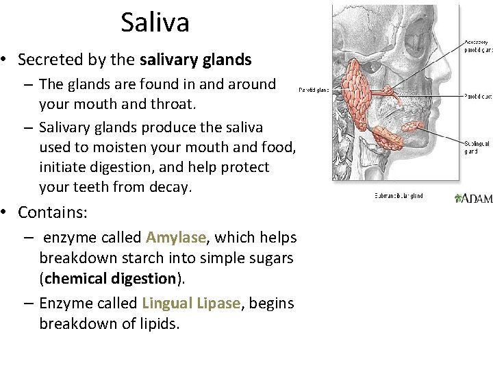 Saliva • Secreted by the salivary glands – The glands are found in and