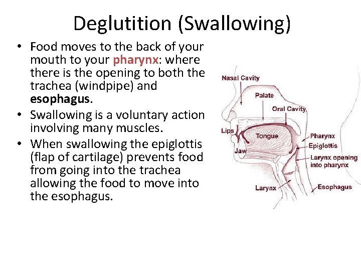 Deglutition (Swallowing) • Food moves to the back of your mouth to your pharynx: