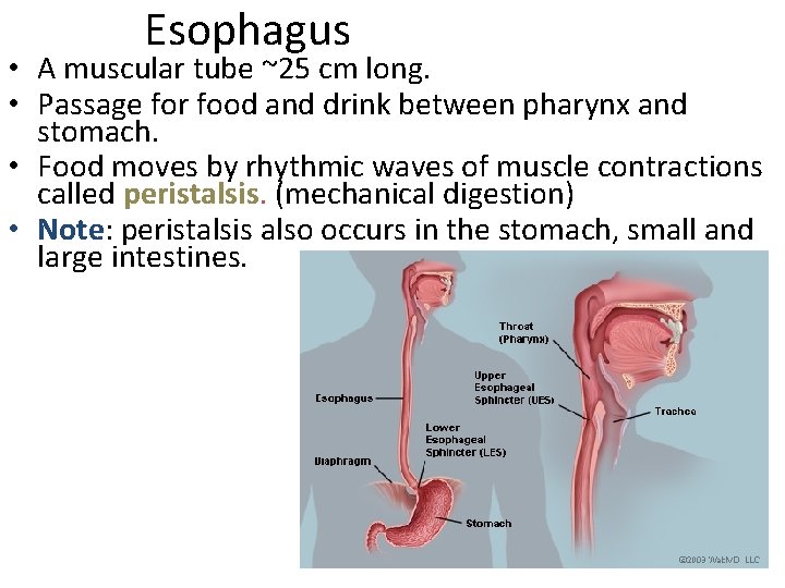 Esophagus • A muscular tube ~25 cm long. • Passage for food and drink