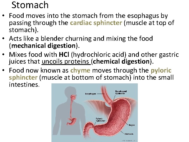 Stomach • Food moves into the stomach from the esophagus by passing through the