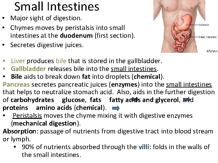 Small Intestines • Major sight of digestion. • Chymes moves by peristalsis into small