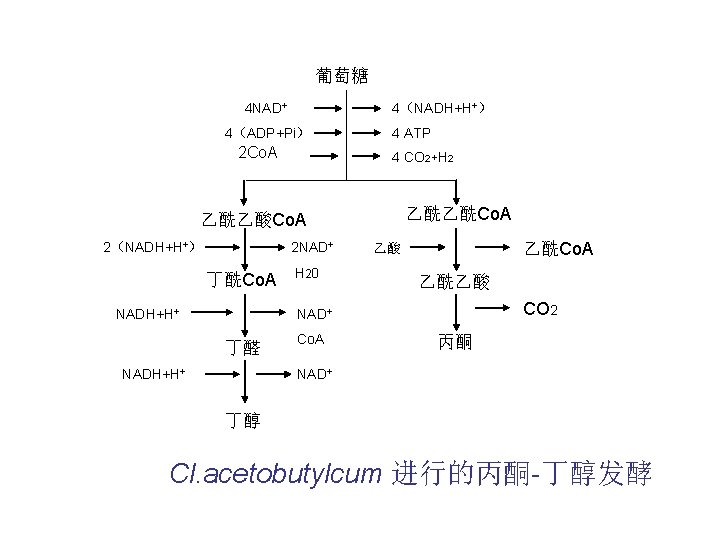 葡萄糖 4 NAD+ 4（NADH+H+） 4（ADP+Pi） 2 Co. A 4 ATP 4 CO 2+H 2