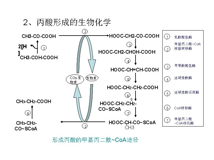 2、丙酸形成的生物化学 2 CH 3 -CO-COOH 2[H ] HOOC-CH 2 -CO-COOH 1 乳酸脱氢酶 2 甲基丙二酰~Co.