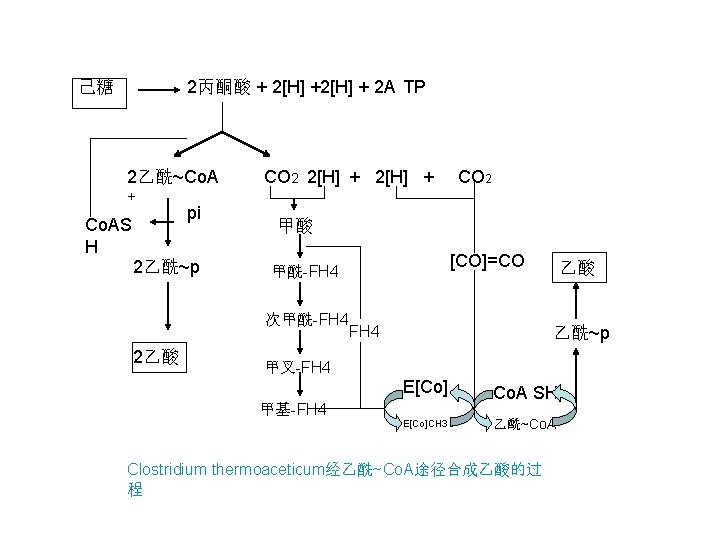 2丙酮酸 + 2[H] + 2 A TP 己糖 2乙酰~Co. A + Co. AS H
