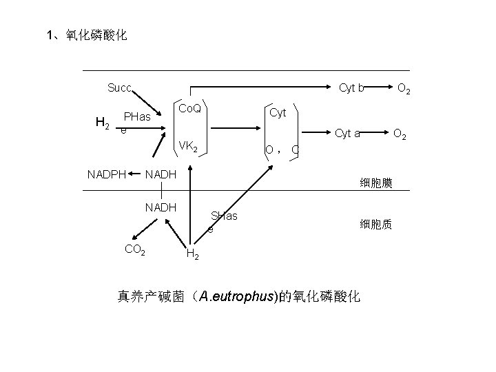 1、氧化磷酸化 Succ H 2 Cyt b PHas e Co. Q Cyt a VK 2