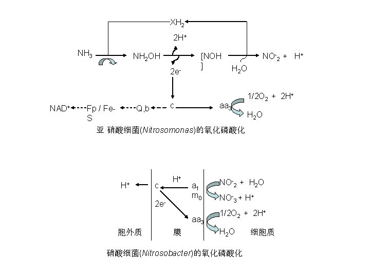 XH 2 2 H+ NH 3 NH 2 OH 2 e- [NOH ] NO-2