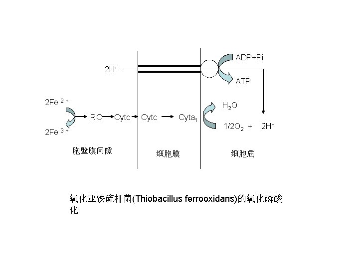 ADP+Pi 2 H+ ATP 2 Fe 2 + H 2 O RC 2 Fe