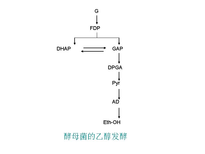 G FDP DHAP GAP DPGA Pyr AD Eth-OH 酵母菌的乙醇发酵 