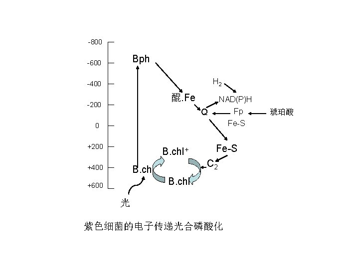 -800 Bph -600 H 2 -400 醌. Fe -200 NAD(P)H Fp Fe-S Q 0