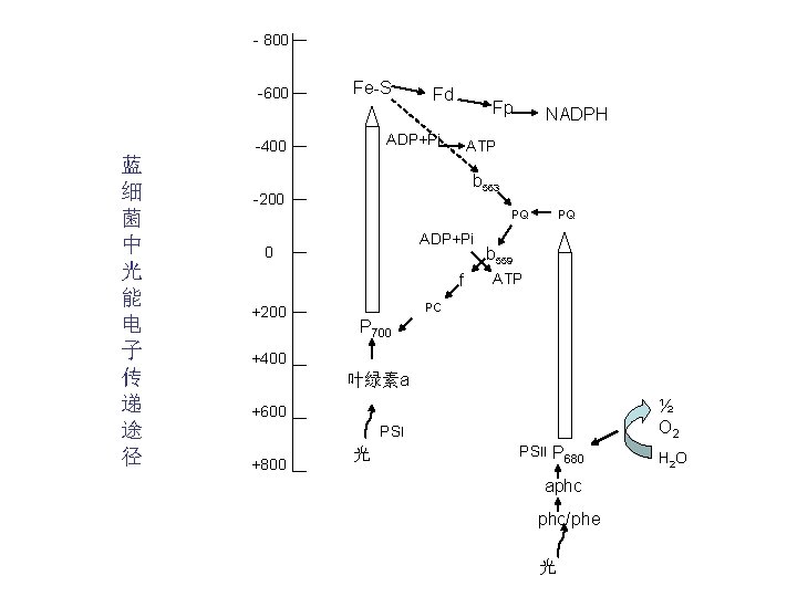 - 800 -600 蓝 细 菌 中 光 能 电 子 传 递 途