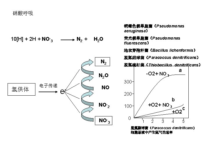 硝酸呼吸 铜绿色假单胞菌（Pseudomonas aeruginosa） 10[H] + 2 H + NO-3 N 2 + H 2
