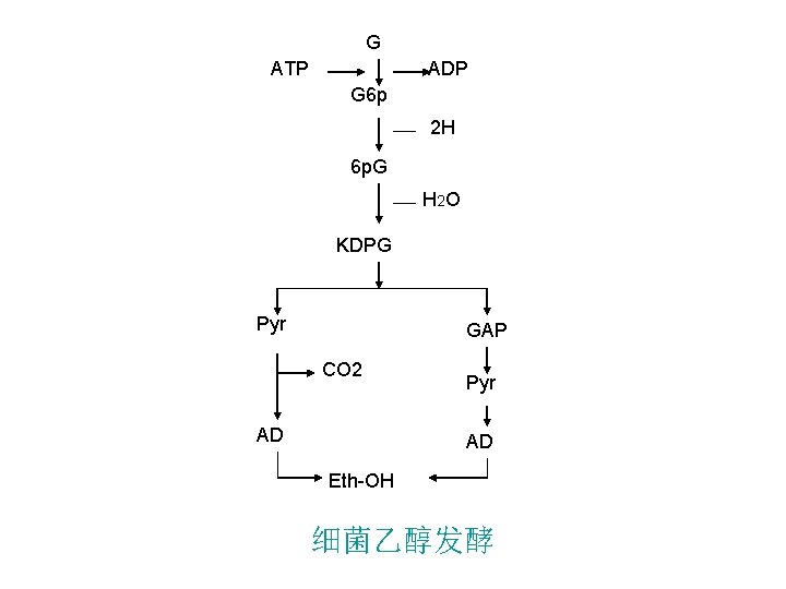 G ATP ADP G 6 p 2 H 6 p. G H 2 O