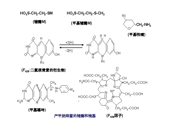 HO 3 S-CH 2 -SM HO 3 S-CH 2 -S-CH 3 (辅酶M) Rc (甲基辅酶M)