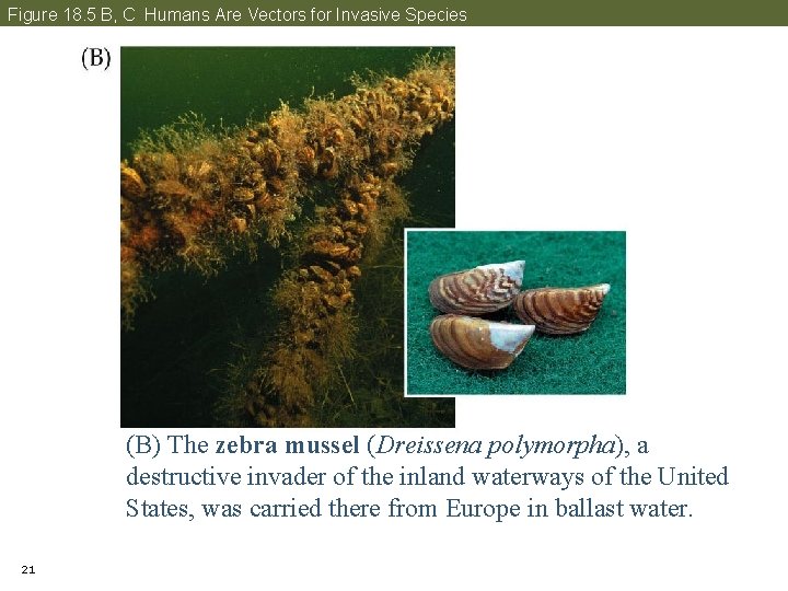 Figure 18. 5 B, C Humans Are Vectors for Invasive Species (B) The zebra