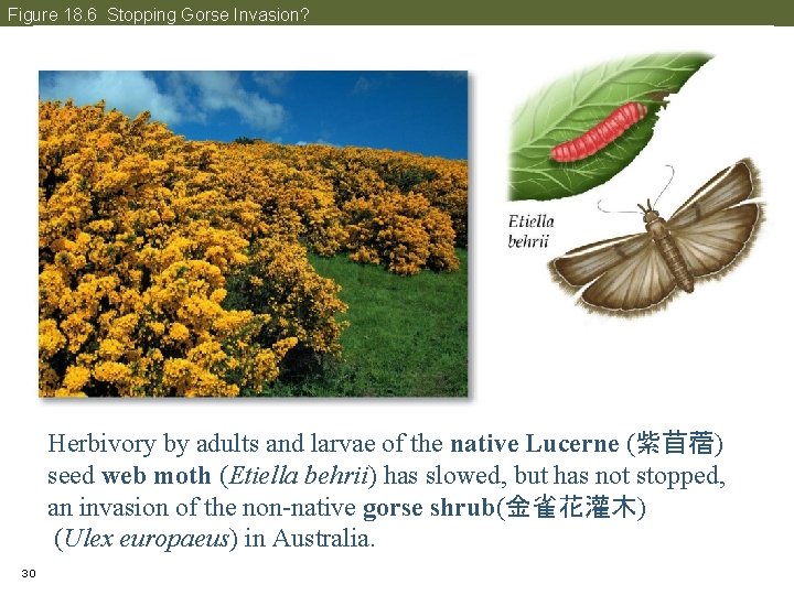 Figure 18. 6 Stopping Gorse Invasion? Herbivory by adults and larvae of the native