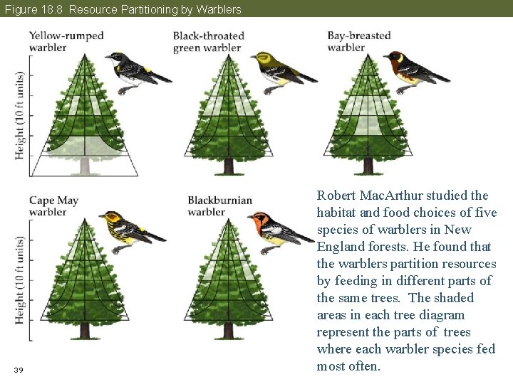 Figure 18. 8 Resource Partitioning by Warblers 39 Robert Mac. Arthur studied the habitat