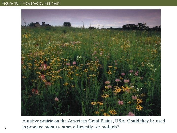 Figure 18. 1 Powered by Prairies? 4 A native prairie on the American Great