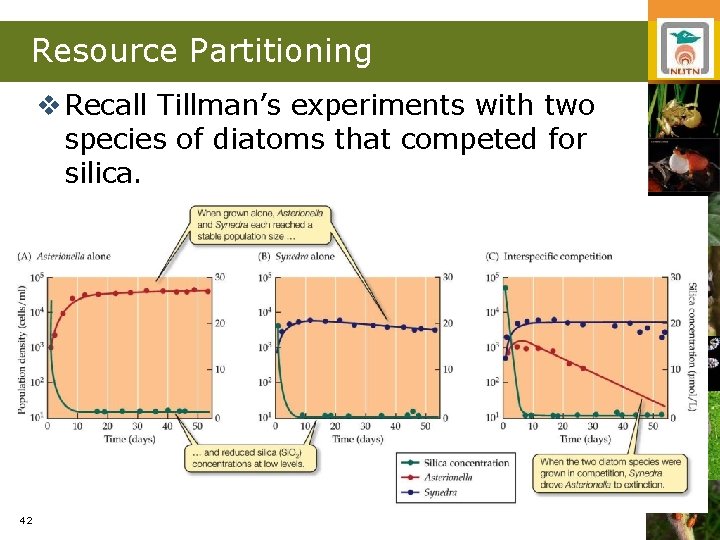 Resource Partitioning v Recall Tillman’s experiments with two species of diatoms that competed for