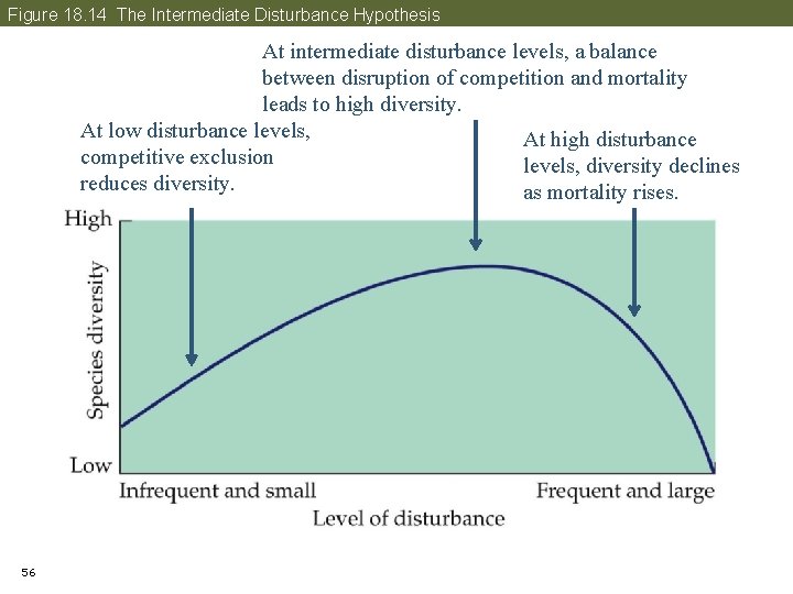 Figure 18. 14 The Intermediate Disturbance Hypothesis At intermediate disturbance levels, a balance between