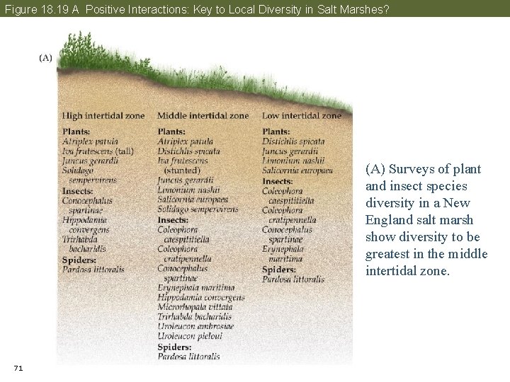 Figure 18. 19 A Positive Interactions: Key to Local Diversity in Salt Marshes? (A)