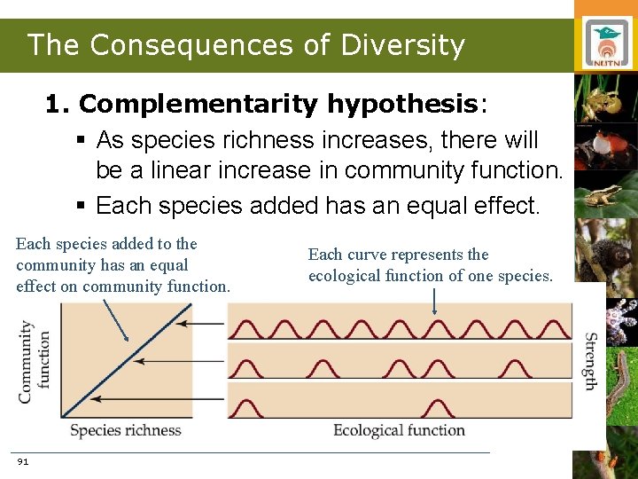 The Consequences of Diversity 1. Complementarity hypothesis: § As species richness increases, there will
