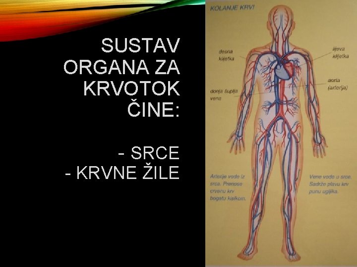 SUSTAV ORGANA ZA KRVOTOK ČINE: - SRCE - KRVNE ŽILE 