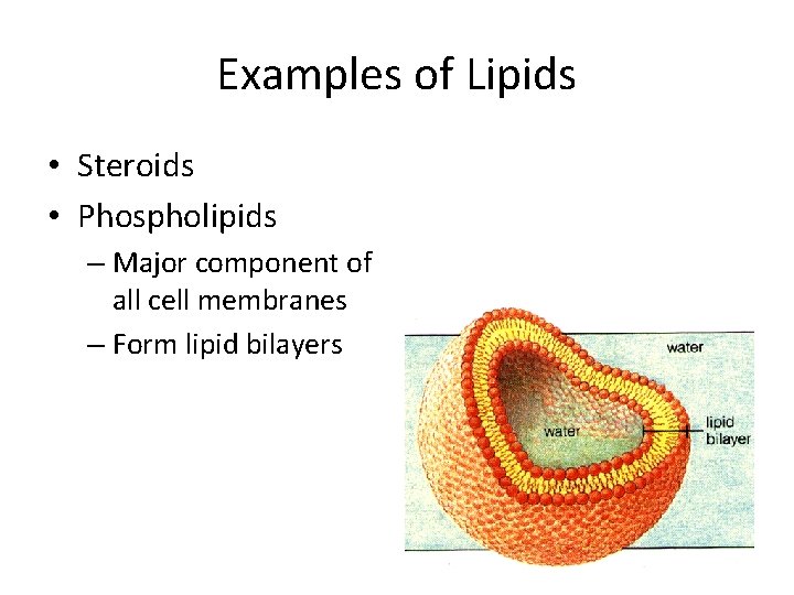 Examples of Lipids • Steroids • Phospholipids – Major component of all cell membranes