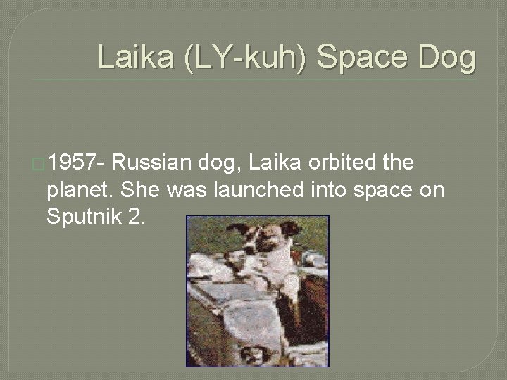 Laika (LY-kuh) Space Dog � 1957 - Russian dog, Laika orbited the planet. She