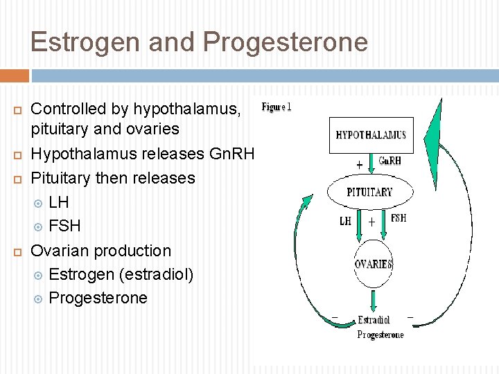 Estrogen and Progesterone Controlled by hypothalamus, pituitary and ovaries Hypothalamus releases Gn. RH Pituitary
