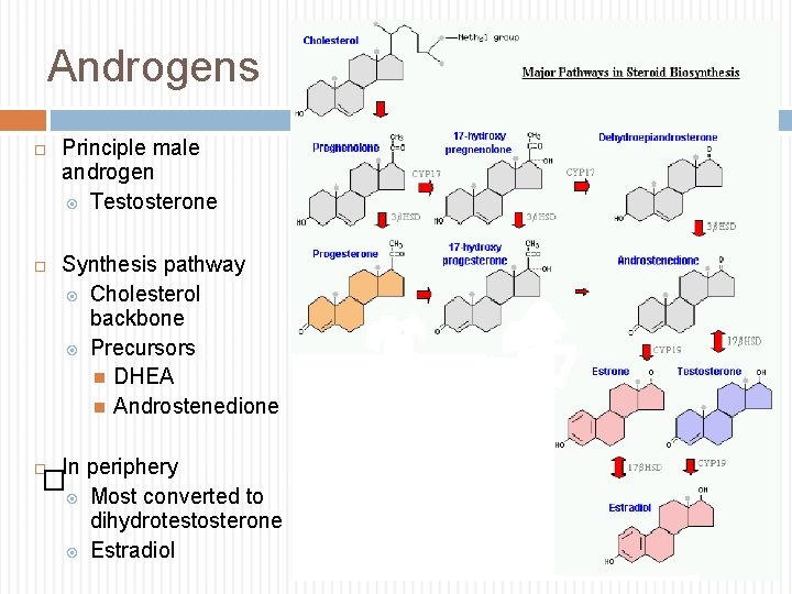 Androgens Principle male androgen Testosterone Synthesis pathway Cholesterol backbone Precursors DHEA Androstenedione In periphery