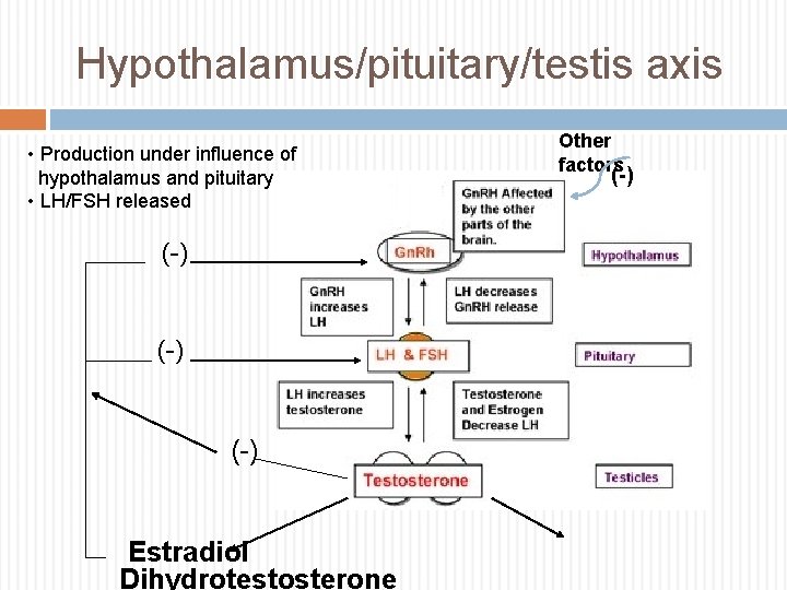 Hypothalamus/pituitary/testis axis • Production under influence of hypothalamus and pituitary • LH/FSH released (-)