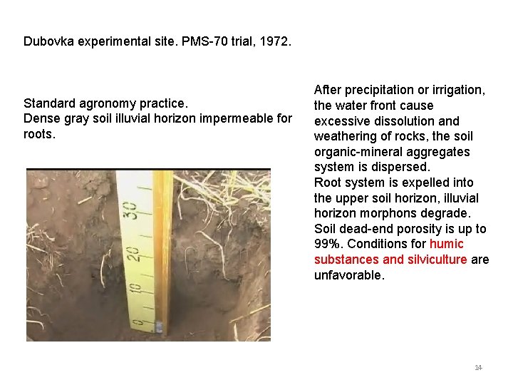 Dubovka experimental site. PMS-70 trial, 1972. Standard agronomy practice. Dense gray soil illuvial horizon