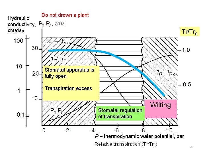 Hydraulic conductivity, cm/day Do not drown a plant Тr/Тr 0 Stomatal apparatus is fully