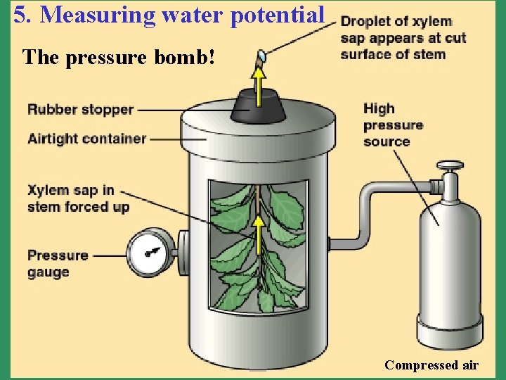 5. Measuring water potential The pressure bomb! Compressed air 