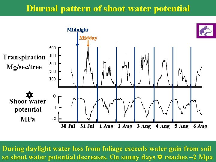 Diurnal pattern of shoot water potential Midnight Midday 500 Transpiration Mg/sec/tree 400 300 200