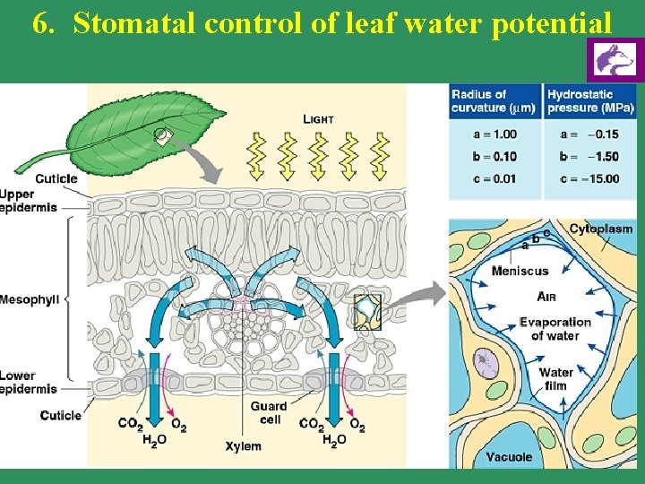 6. Stomatal control of leaf water potential 