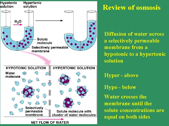 Review of osmosis Diffusion of water across a selectively permeable membrane from a hypotonic