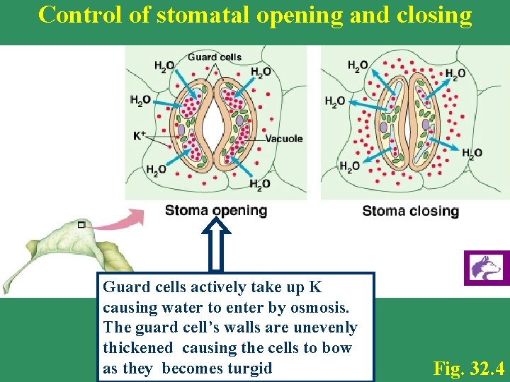 Control of stomatal opening and closing Guard cells actively take up K causing water