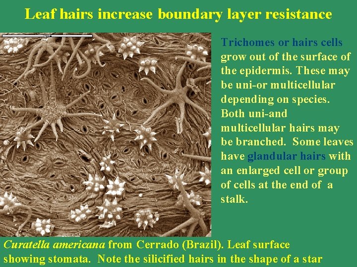 Leaf hairs increase boundary layer resistance Trichomes or hairs cells grow out of the