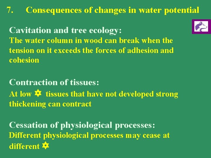 7. Consequences of changes in water potential Cavitation and tree ecology: The water column