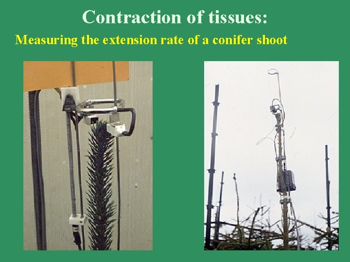 Contraction of tissues: Measuring the extension rate of a conifer shoot 